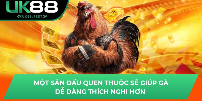 Một sân đấu quen thuộc sẽ giúp gà dễ dàng thích nghi hơn